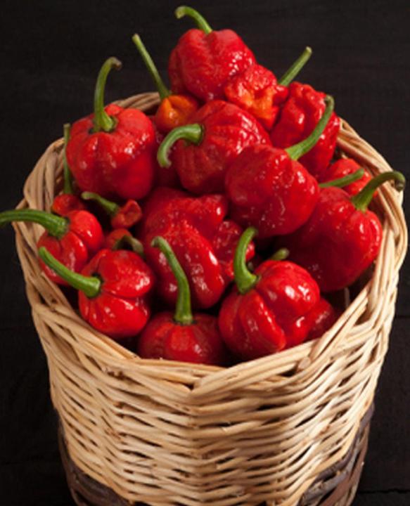 Produktbild Tropica Chili - 'Trinidad Moruga Scorpion' Capsicum Chinensis (Gemüsesamen)
