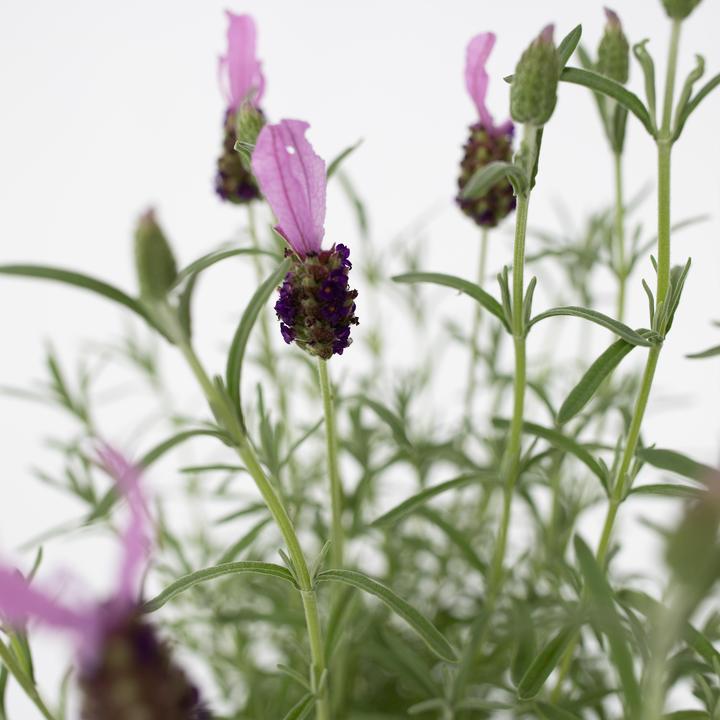 Produktbild Plant in a Box Lavandula stoechas 'Anouk' - 2er-Set Lavendelbaum (45 cm)