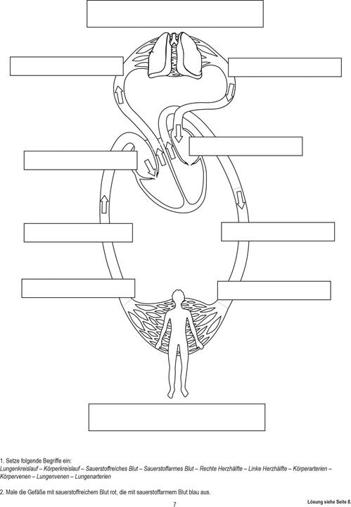 Actual product image Betzold Blood circulation, magnetic