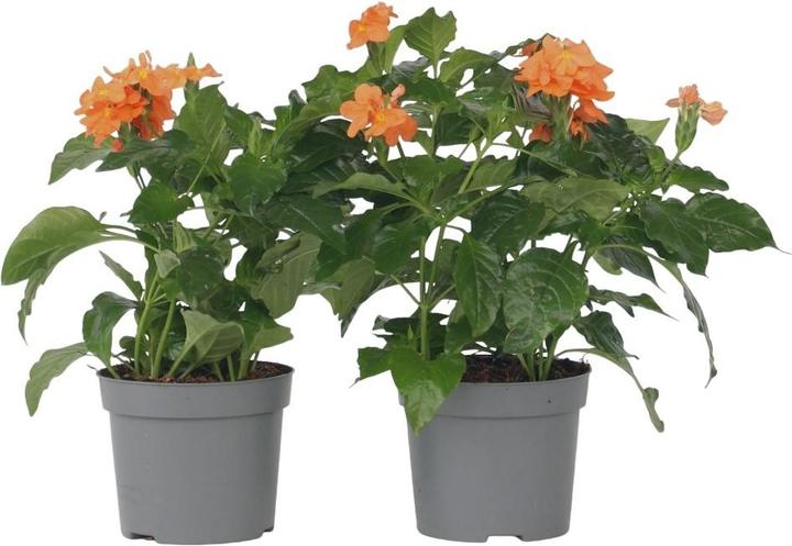Produktbild Plant in a Box Crossandra infundibuliformis 'Fortuna' - 2er Set Feuerblume (20 cm)