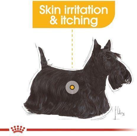 Immagine prodotto Royal Canin Mini Dermacomfort per cani adulti di piccola taglia con pelle sensibile. Peso - 1 kg. (Adulto, 1 pz., 1000 g)