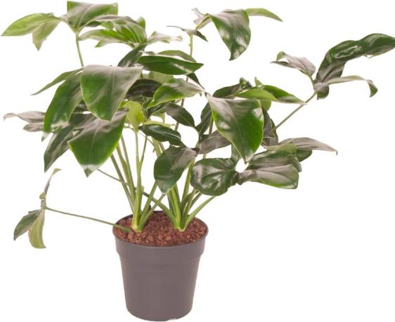 Image du produit Fresca-Plant Philodendron Green Wonder Mix (24 cm)