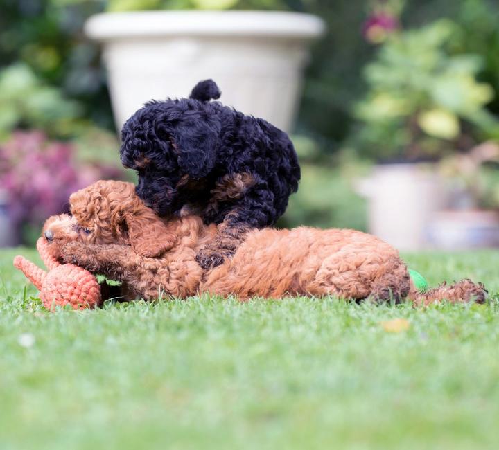 Immagine prodotto Laboni Calamaro Taddeo (Reperimento, Gioco da masticare per cani, Cucciolata di cane giocattolo)