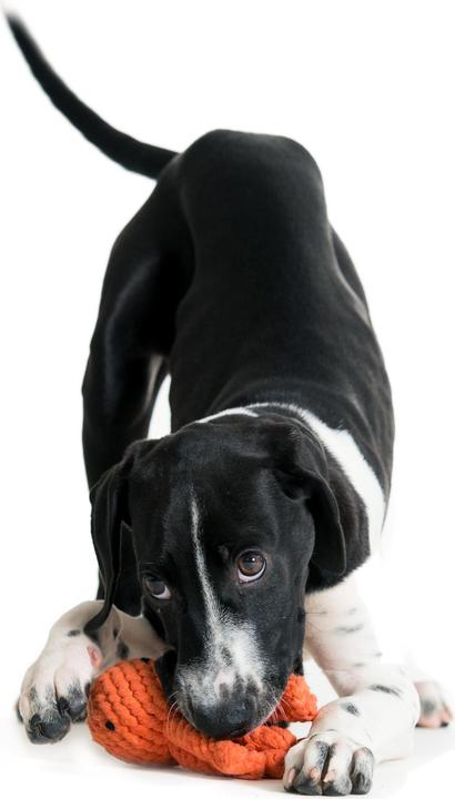 Immagine prodotto Laboni Calamaro Taddeo (Reperimento, Gioco da masticare per cani, Cucciolata di cane giocattolo)