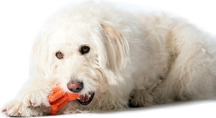 Immagine prodotto Laboni Calamaro Taddeo (Reperimento, Gioco da masticare per cani, Cucciolata di cane giocattolo)