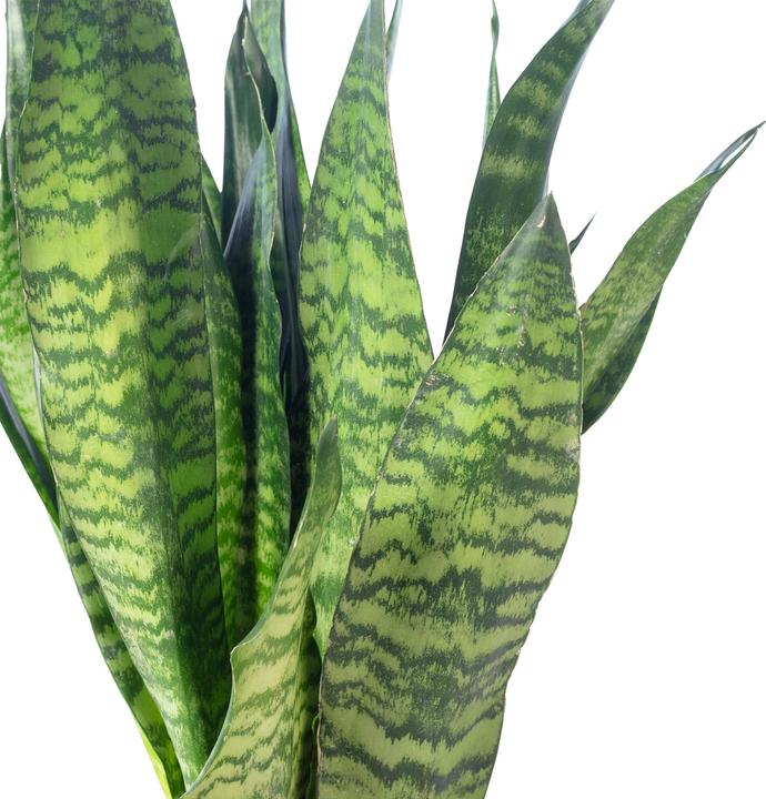 Actual product image Flowerbox Snake plant - height ca. 65 cm, pot-Ø 17 cm - Sansevieria zeylanica (65 cm)