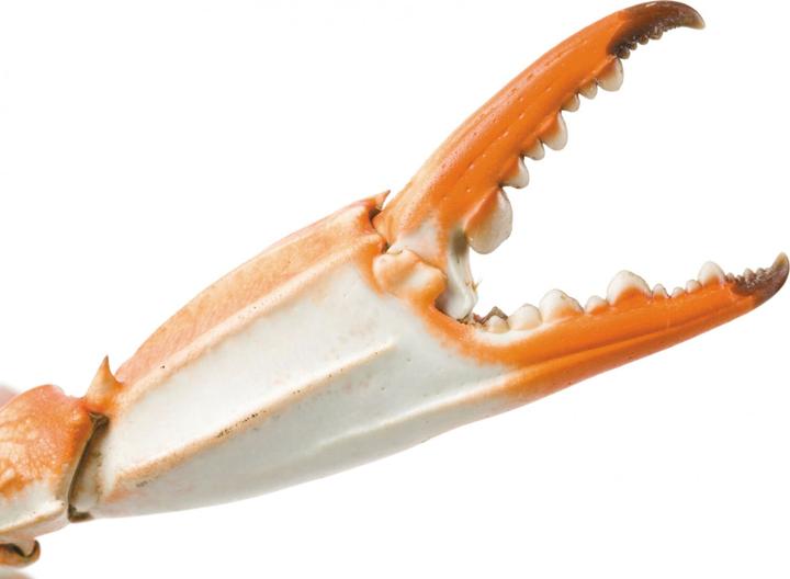 Actual product image Ibili Seafood tongs stainless steel 18 cm Ideal for opening mussels and shellfish (Serving tongs)