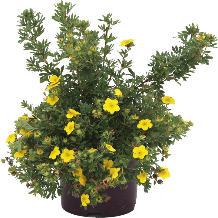 Produktbild Zulauf Fingerstrauch / Potentilla fruticosa 'Sommerflor' (80 cm)