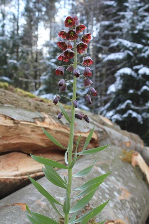 Produktbild Säntispracht Die imposante PersischeKaiserkrone - Fritillaria persica (120 cm)