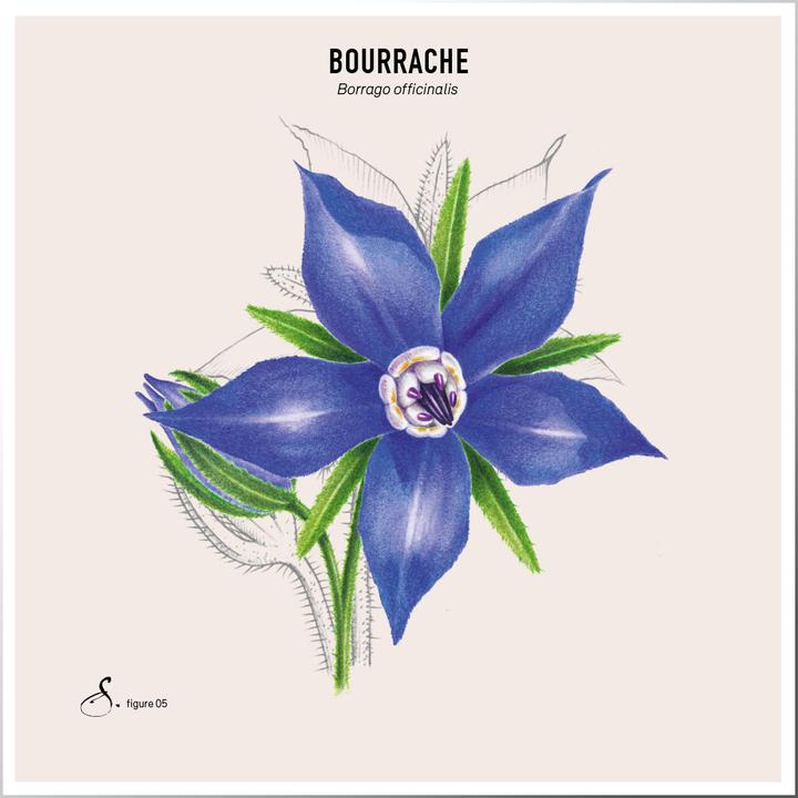 Produktbild Sekoya Borretsch & Avocado | Trockene Haut & Ekzeme (90 Stück, Kapseln)