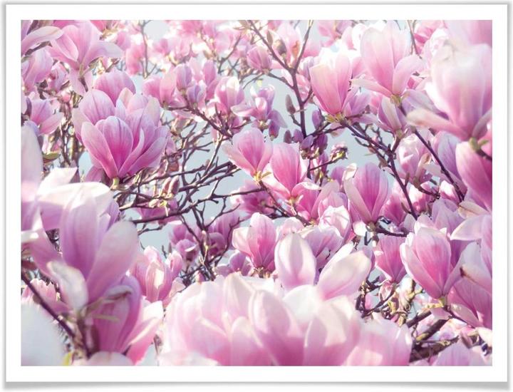 Produktbild Trenddeko Magnolienbaum (30 x 24 cm)