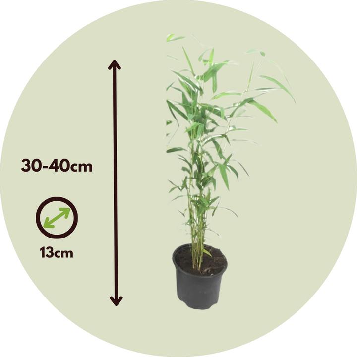 Immagine prodotto Plant in a Box Fargesia papyrifera 'Blue Dragon' - set di 3 bambù (30 cm)