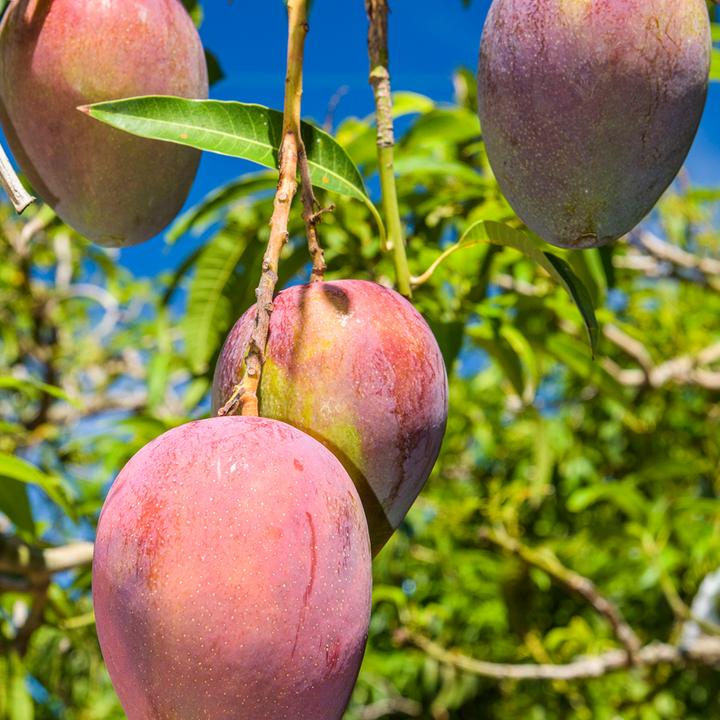 Immagine prodotto Klorane Crema da giorno per capelli al mango (125 ml)