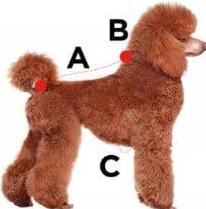 Image du produit Zolux Dublin Sweater Dog S25 Red (Chien)