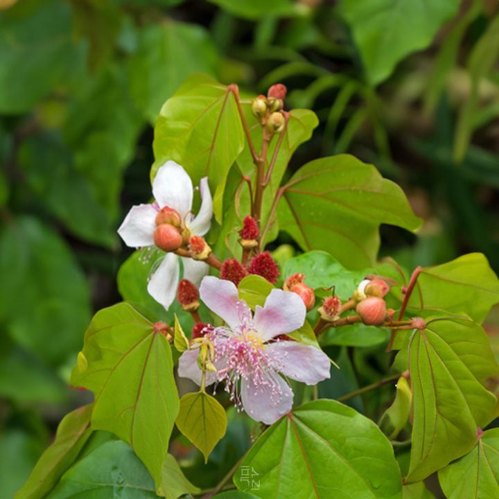 Actual product image Tropica Lipstick bush ( Bixa orellana ) (Plant seeds)