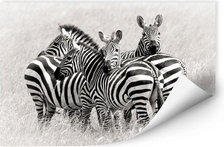 Produktbild Trenddeko Trubitsyn - Zebras in der Savanne (45 x 30 cm)