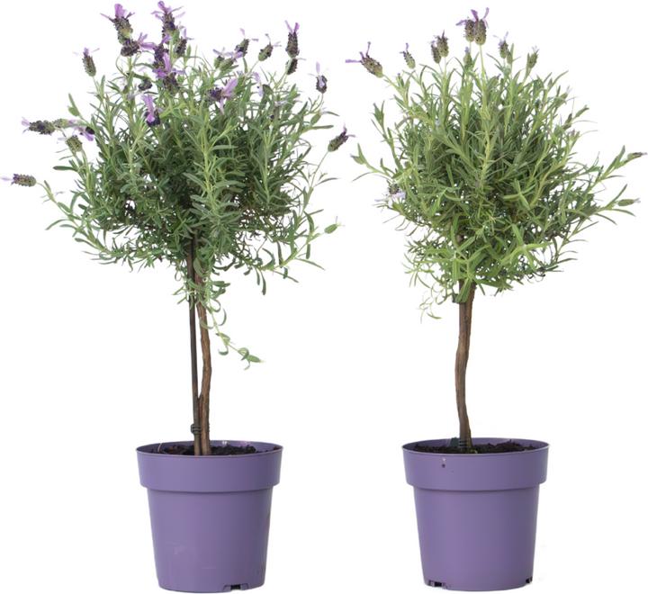 Produktbild Plant in a Box Lavandula stoechas 'Anouk' - 2er-Set Lavendelbaum (45 cm)