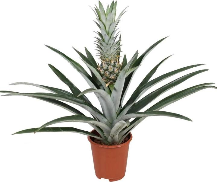 Actual product image Plant in a Box Ananas comosus - anti-snoring plant