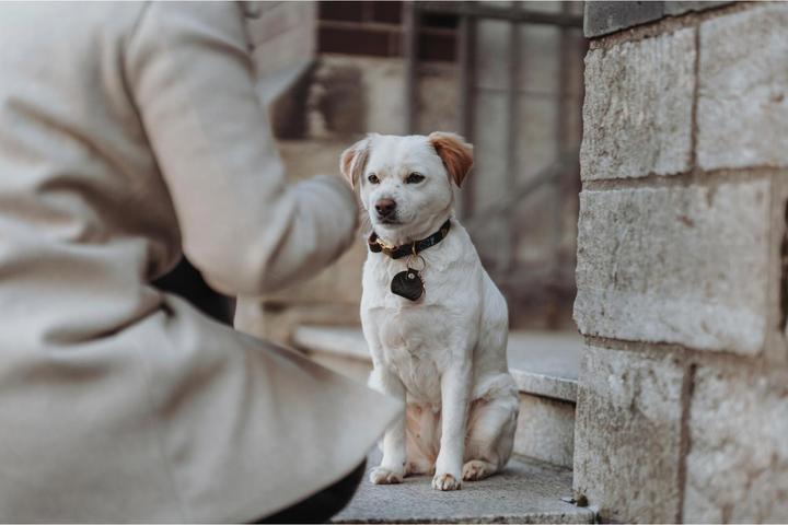 Produktbild Hunter Hundehalsband Sansibar (40, 41, 42, 43, 44, 45, 46, 47, 48, 49, 50, 52, 54, Hund, Allgemein)
