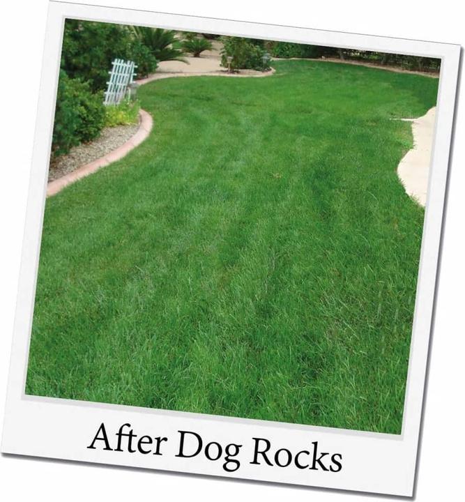 Productafbeelding Dog Rocks Parker (Hond)