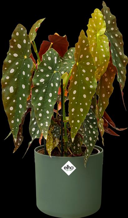 Actual product image Elho B.for soft (16 cm)