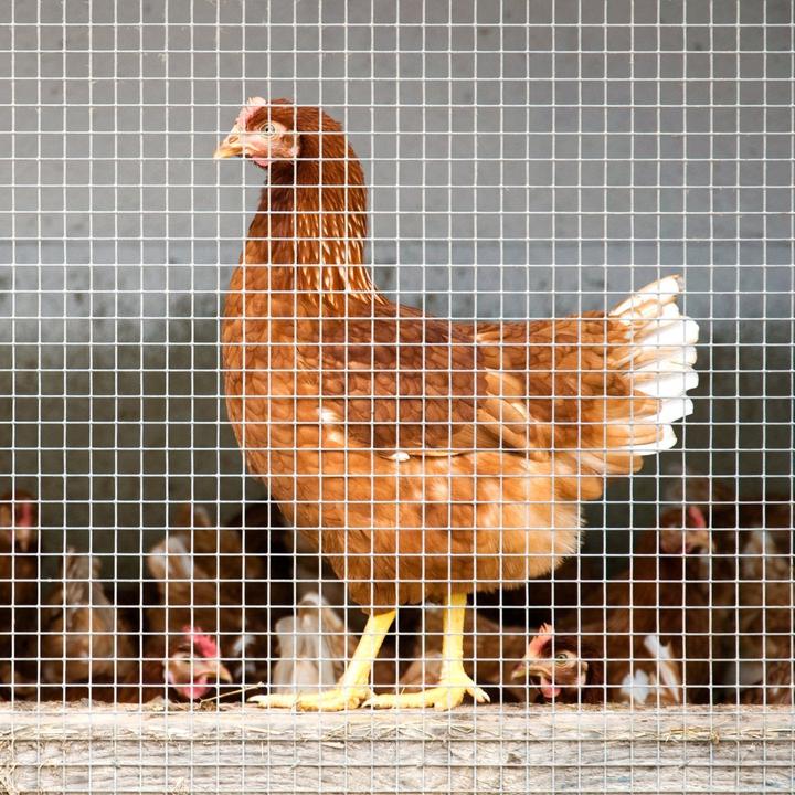Image du produit Floordirekt Grillage métallique