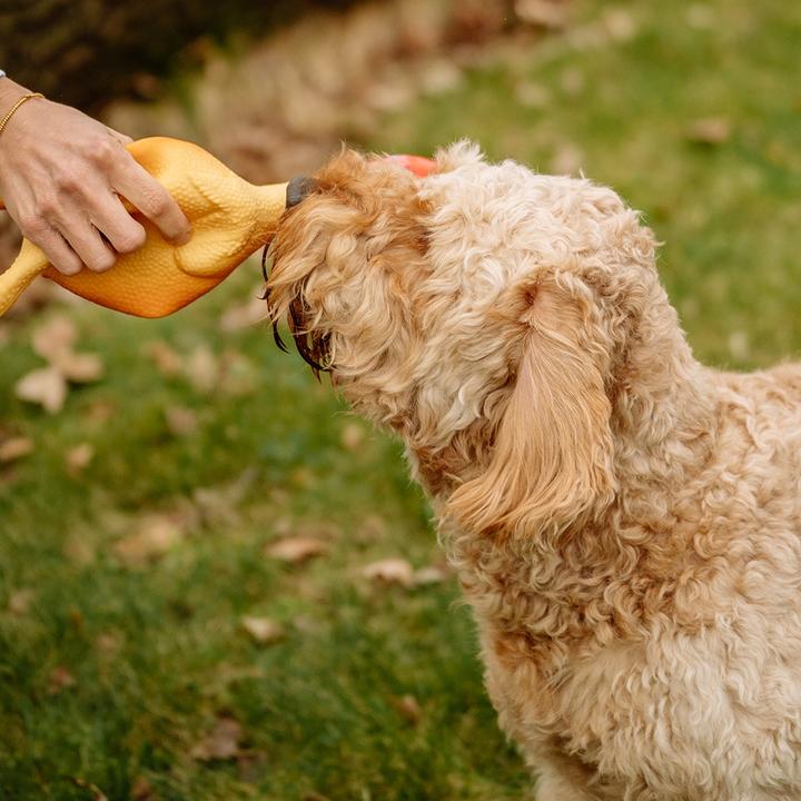 Immagine prodotto Nobby Pollo in lattice (Cane giocattolo da tiro)