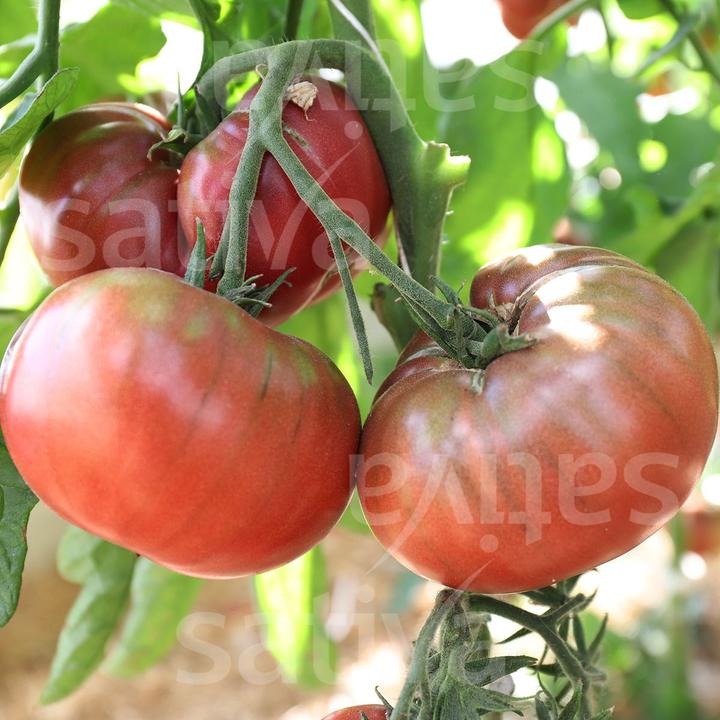 Produktbild Sativa Black Prince (Solanum lycopersicum) (Samenbomben)