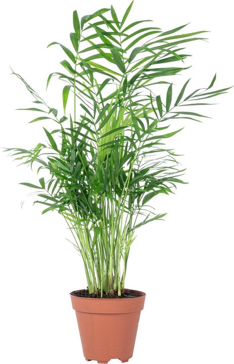 Image du produit Flowerbox Palmier de montagne - Chamaedorea elegans (35 cm)