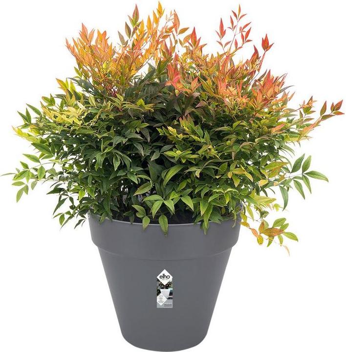 Actual product image Elho Loft Urban (19.30 cm)