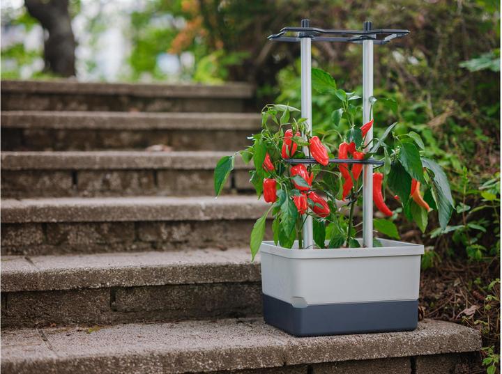 Actual product image Gusta Garden Charly Chili (35.35 cm)