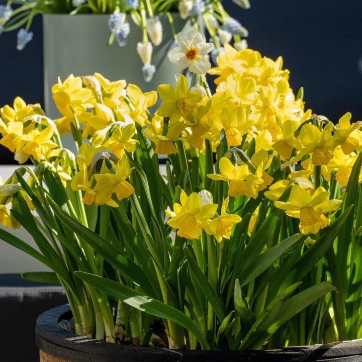 Produktbild Plant in a Box Narcissus Tête-à-Tête - 30er-Set Narzissenzwiebeln