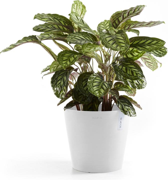 Image du produit Ecopots Amsterdam (20 cm)