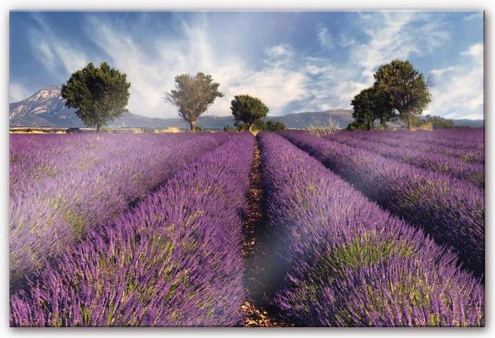Image du produit Trenddeko Champ de lavande (60 x 40 cm)