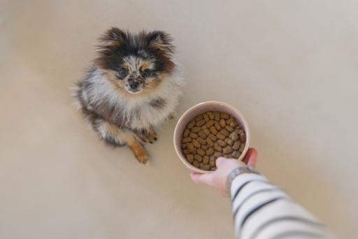 Immagine prodotto Designed by Lotte Ciotola per cani Jace (0.70 l)