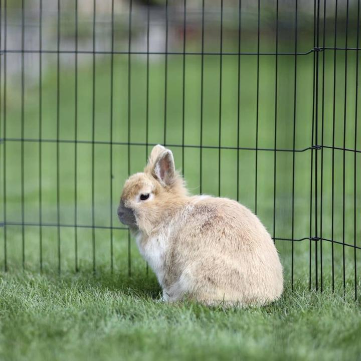 Image du produit Kerbl Enclos pour chiots et petits animaux