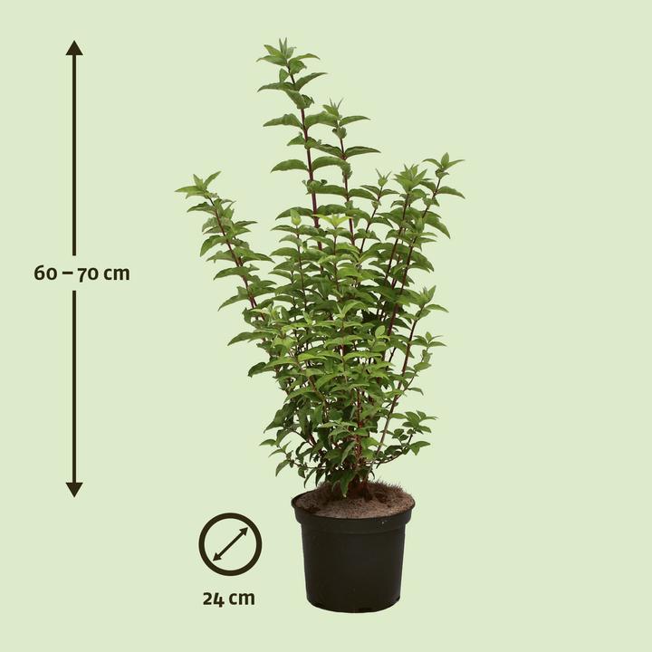 Immagine prodotto Zulauf Deutzie / Deutzia c. 'Pride of Rochester' (70 cm)