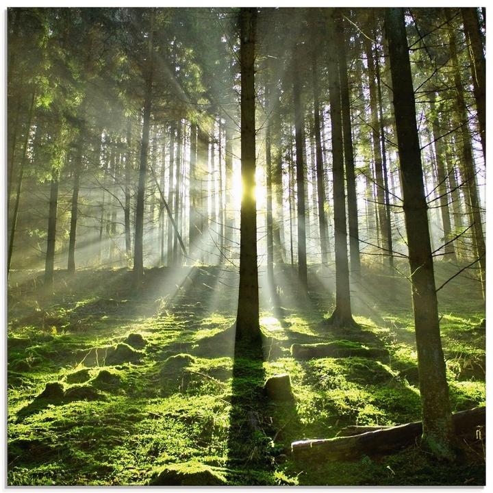 Image du produit Artland Tableau en verre Forêt à contre-jour T5SV (30x30 cm)