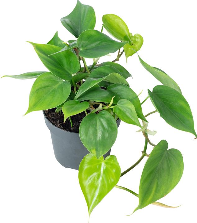 Image du produit Flowerbox Philodendron Scandens (20 cm)