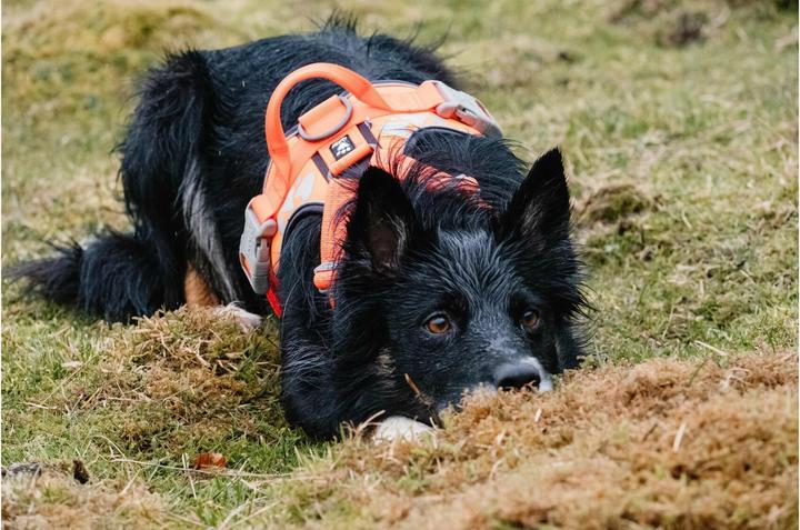 Produktbild Hurtta Weekend Warrior Geschirr, schwarz (M, Hund, Allgemein)