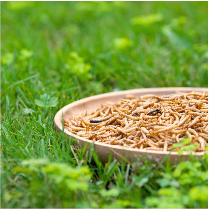 Produktbild Lyra Pet Mehlwürmer getrocknet (10 kg, 1 x)