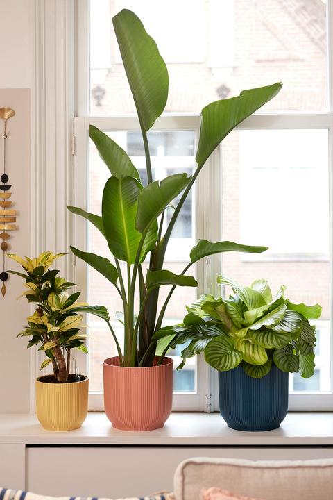 Immagine prodotto Elho Vibes Fold (25 cm)