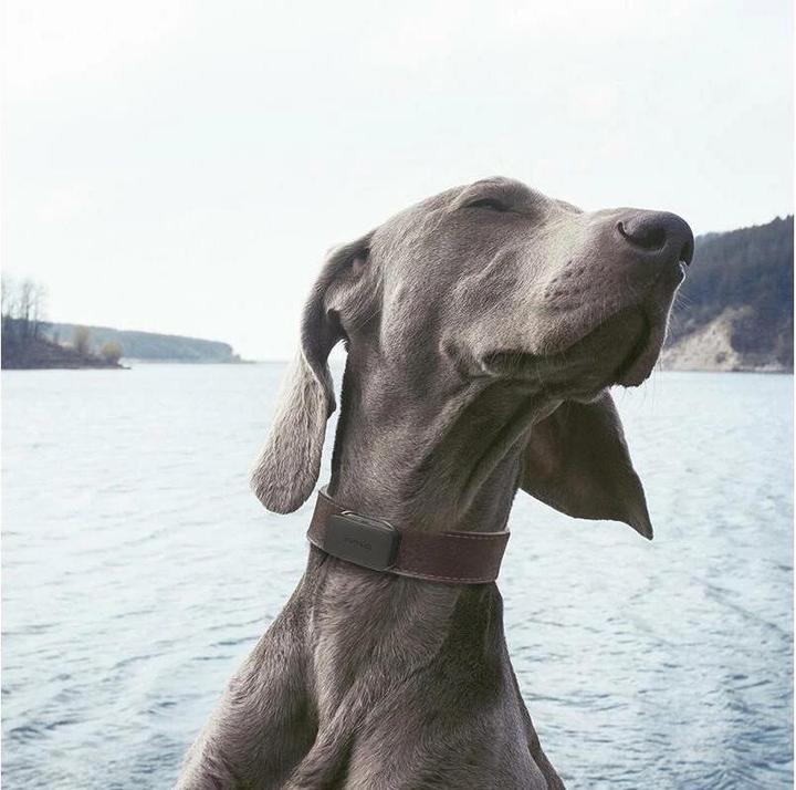Produktbild Invoxia Pet GPS-Tracker (Hund, Katze, Allgemein)