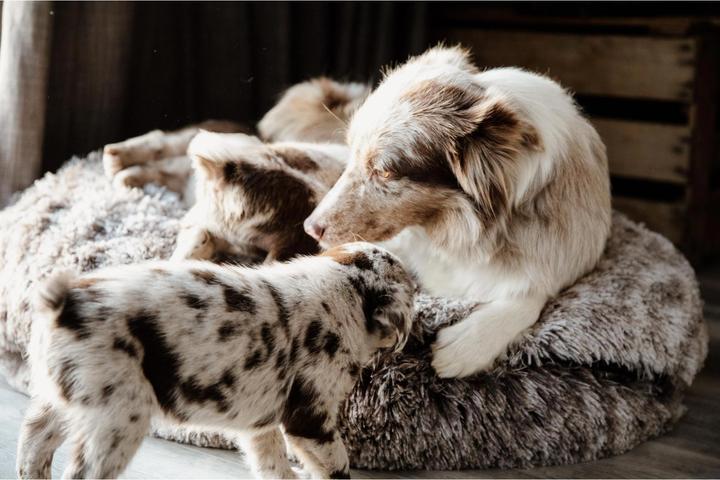 Produktbild Kentucky Dogwear Hundebett Comfort Donut (Hund)