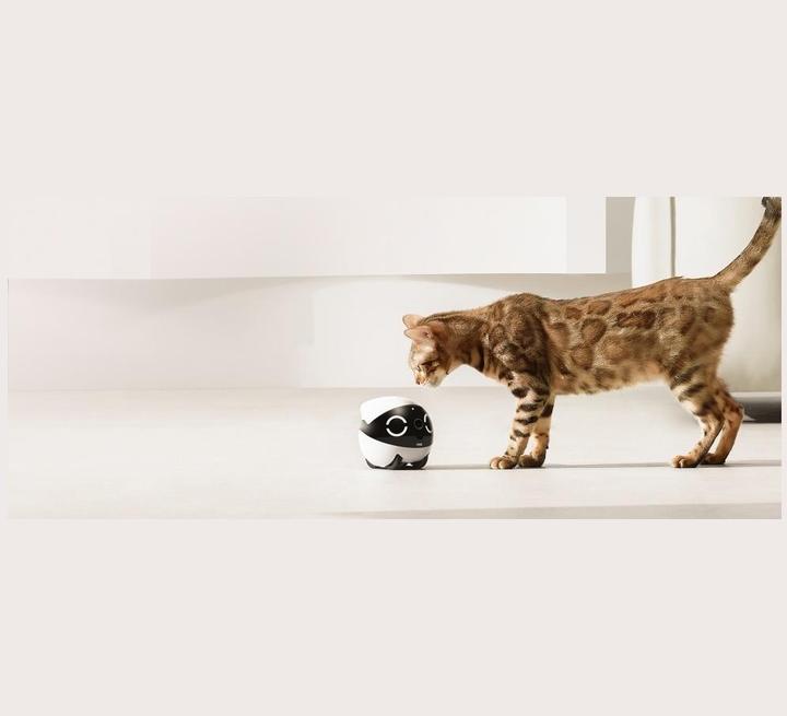 Actual product image Enabot Rola Mini Companion Robot (2304 x 1296 Pixels)