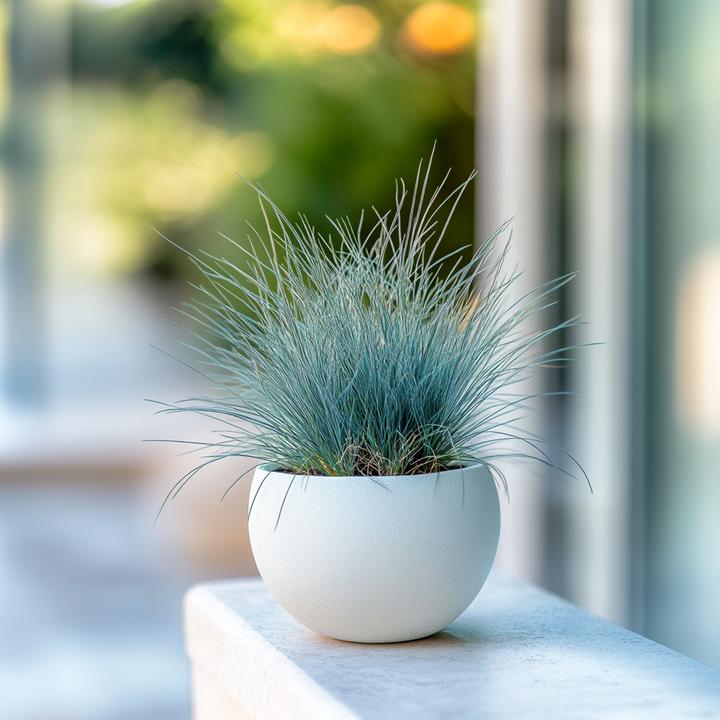 Immagine prodotto Plant in a Box Festuca glauca 'Elijah Blue' - Set di 6 Festuca blu-verde (10 cm)