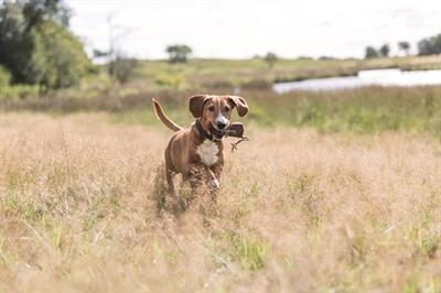 Produktbild Trixie Dog Activity Preydummy (Wurfspielzeug Hund, Apportieren)