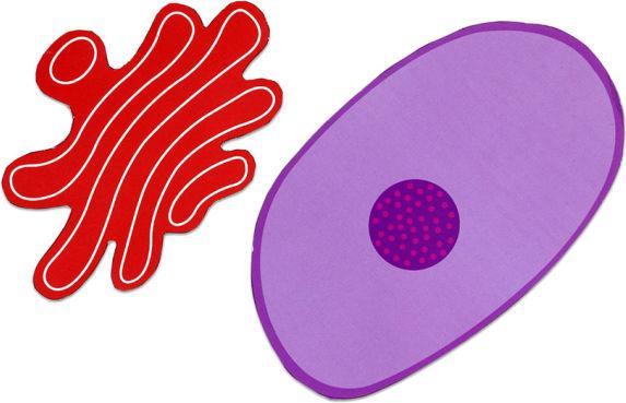 Immagine prodotto Betzold Cellula animale magnetica