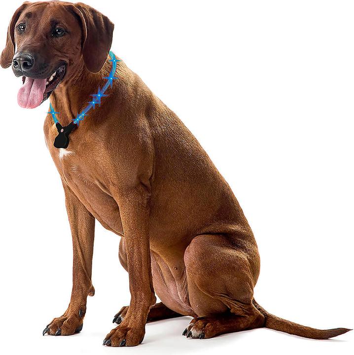 Actual product image Wolters NightShift (XL, Dog, Dog sport)