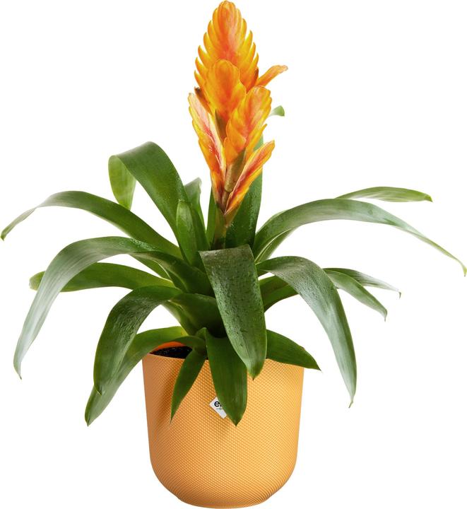 Image du produit Elho Jazz rond (14 cm)